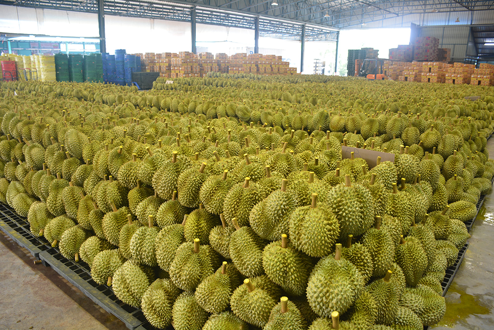eastern durian2