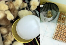 The Eggs Were Left For 3 Days, And Then 21 Chicks Hatched