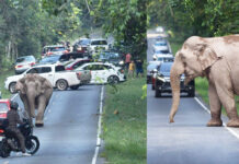 A Teen Photographs a Wild Elephant in Close-Up