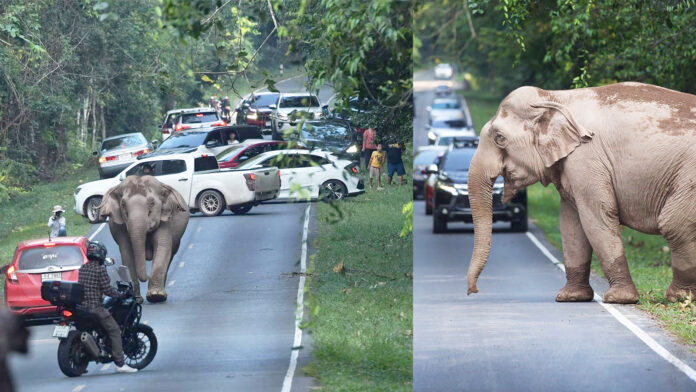 ele khao