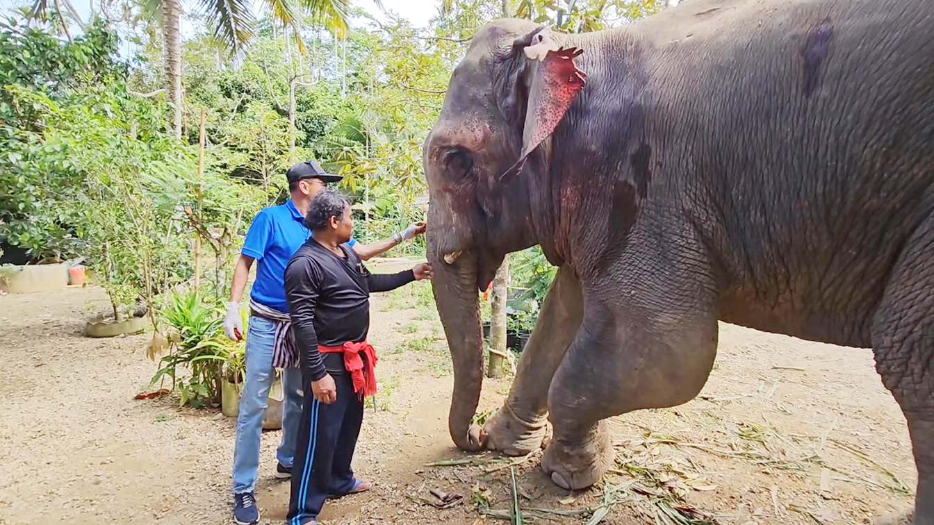 elephant injured2