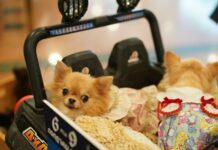 Dog Lovers! Don’t miss out this year’s “21st Thailand International Dog Show 2023”