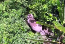 Officials Put Pressure on the Wild Elephant, To Leave Community