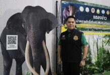 Plai Sak Surin, The Elephant Who Will Return To Thailand, Still Belongs To Sri Lanka