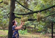 Vietnamese Imports Taking a Bite of China’s Durian Fervor