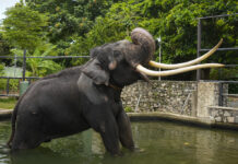 A Temple Elephant In Sri Lanka Will Be Airlifted Back To Thailand After Allegations Of Neglect