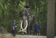 An Ailing Thai Elephant Returns Home For Medical Care After Years Of Neglect In Sri Lanka