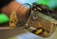 High Times In Thailand: New Weed Laws Draw Tourists From Across Asia