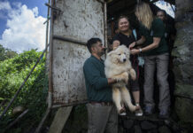 A Notorious Indonesian Animal Market Has Ended Its Brutal Dog and Cat Meat Trade