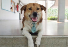 The Court Imprisons The Suspect Who Killed Beloved Chiang Mai University Dog