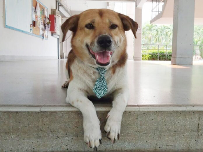 chiangmai dog4