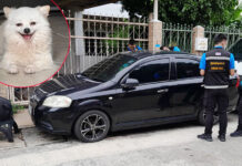 A Dog Jumps on a Dead Car Owner’s Lap and Makes a Little Mess