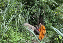 Thai Elephant’s Fate May Be Different From Plai Sak Surin