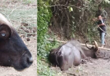 Wild Gaurs Of Khao Yai Are Blind Due To Eye Flies, Says Expert