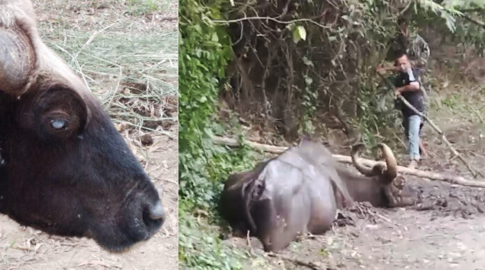 gaur blind