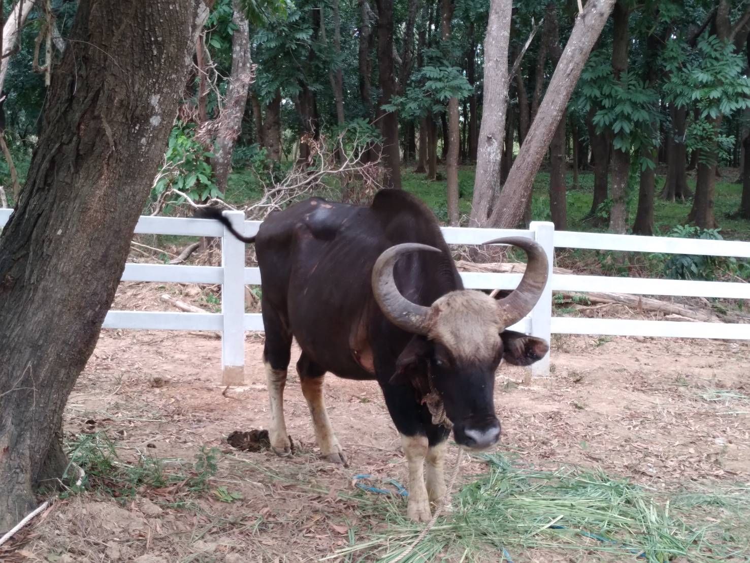 gaur blind2