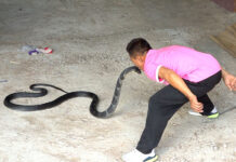 King Cobra Handler Retires After Kissing Snakes For 30 Years
