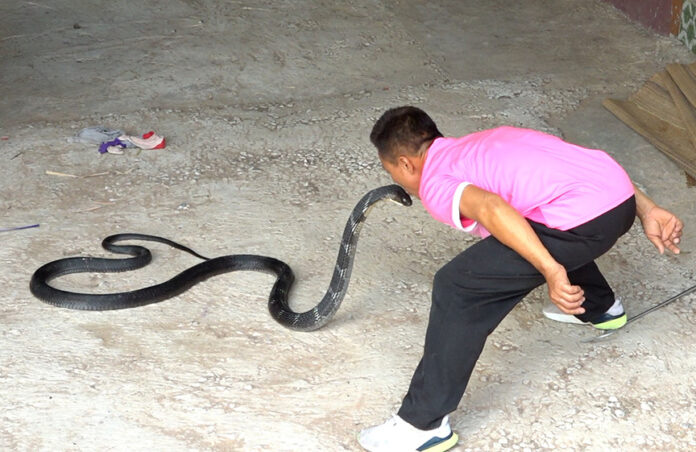 King Cobra Handler Retires After Kissing Snakes For 30 Years