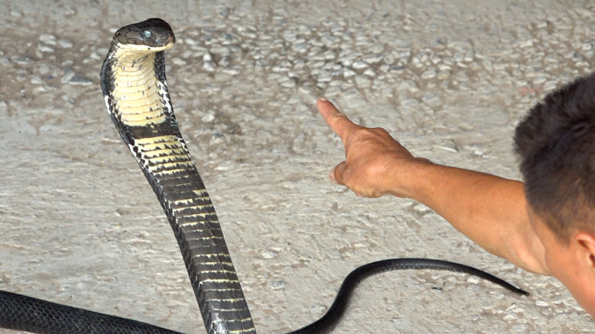 King Cobra Handler Retires After Kissing Snakes For 30 Years