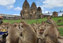 Lopburi Counts Monkey Population; Police Instructs Tourists