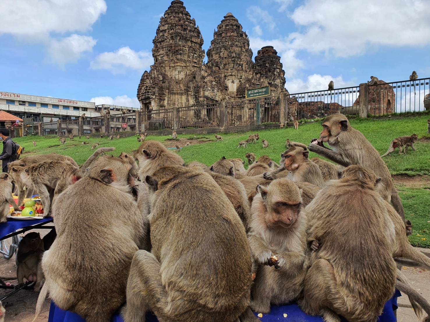 Lopburi Counts Monkey Population; Police Instructs Tourists