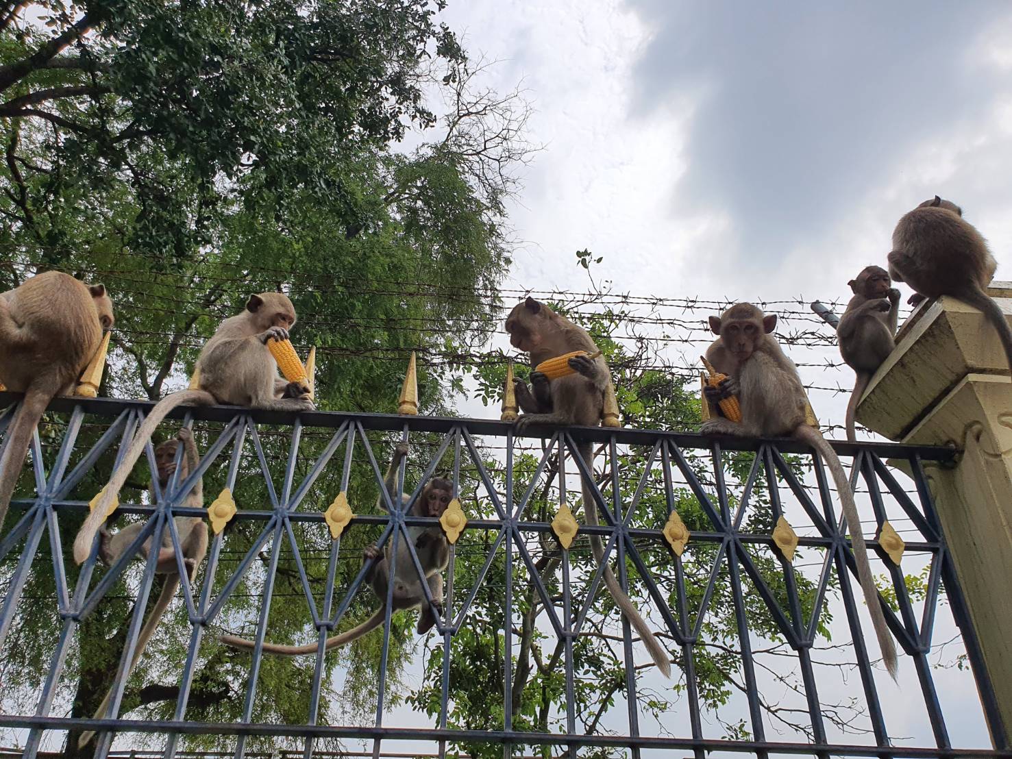 monkey lopburi4