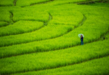 Pai Suspends Tubing in Rainy Season, Offers Jazz And Green