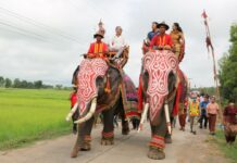 Elephants Join the Celebration of the Awaited Road for a Century