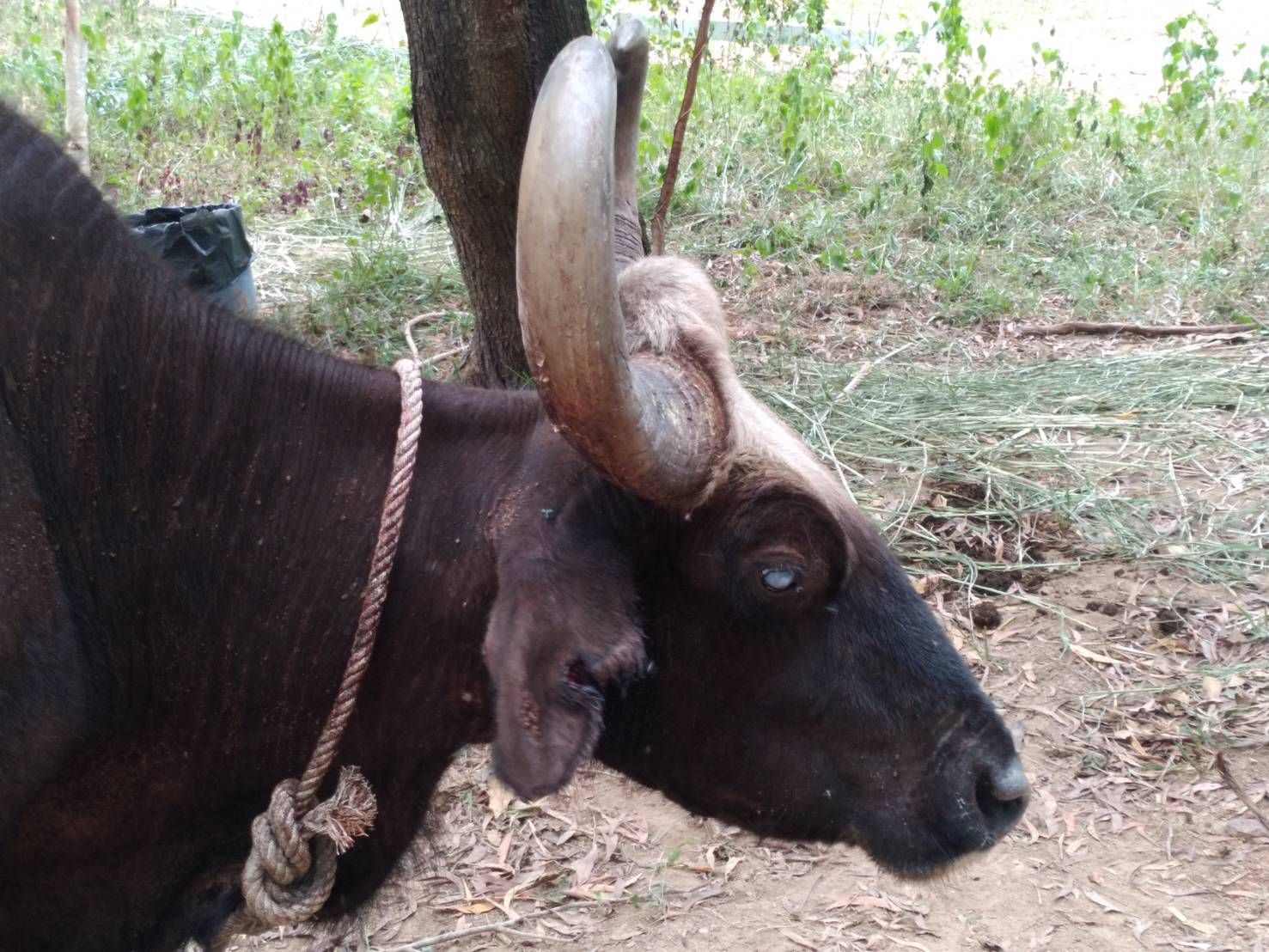 wild gaur5