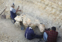 The Heaviest Animal Ever May Be This Ancient Whale Found in the Peruvian Desert