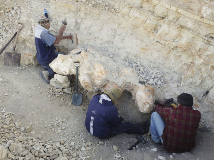 Giant Ancient Whale