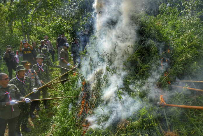 Indonesia Marijuana