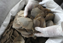 More Than A Ton Of Endangered Pangolin Scales Seized In Thailand