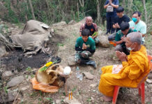 Another Wild Elephant in Thailand Is Shot and Died in the Forest