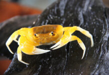 Thai Farmer Finds New Crab Breed in Kanchanaburi