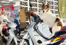 A Waiting Dog on a Motorcycle Becomes a Viral Story