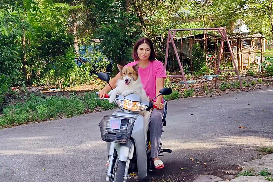 dog bike2