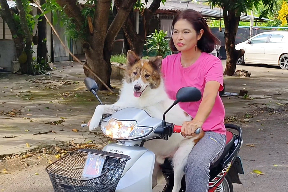 dog bike4