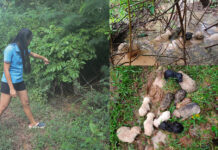 A Teacher Rescues 19 Puppies From A Woods Puddle