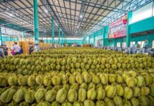 Thai Durian Shipments to China Surge as China-Laos Railway Boosts Trade