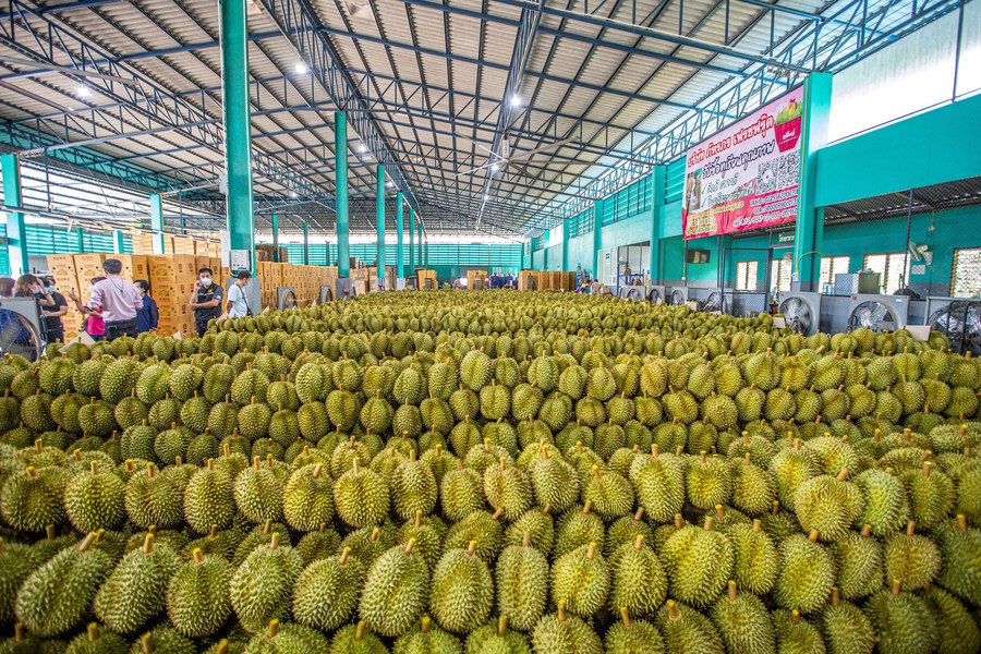 durian shipment1