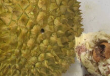 Thailand Acts Rapidly After China Rejects Worm-Infested Durians Worm-Infested Durians