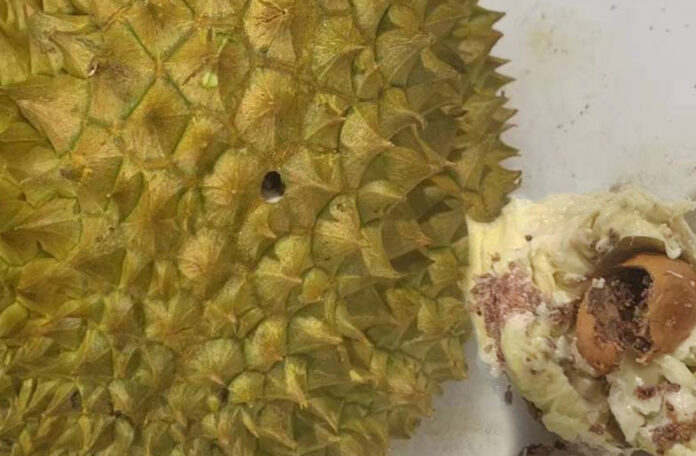 durian worms4 Worm-Infested Durians