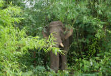 An Elephant Stabs His Master To Death After Being Sold