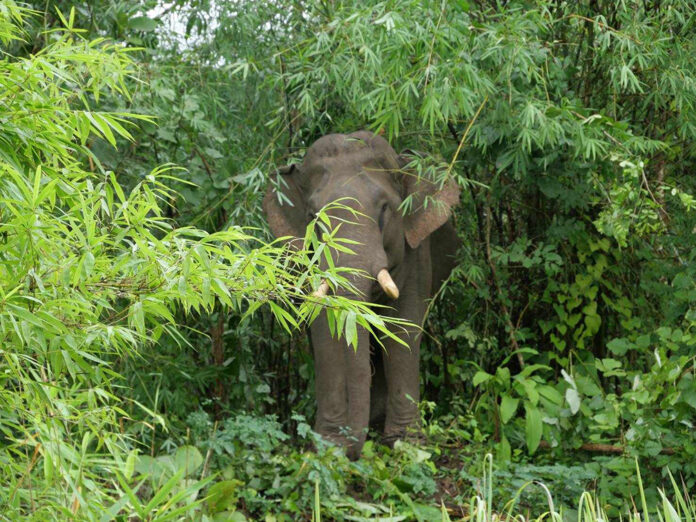 elephant tak1