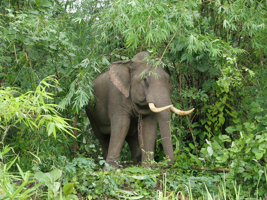 elephant tak2