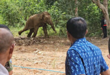 Wild Elephant Plai Khai Nui Is Arrested By Court Order To Relocate