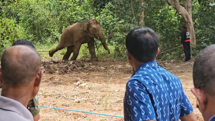 plai khai nui 2