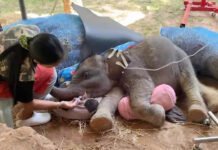 Heartfelt Mourning as Young Elephant “Tula” Passes Before Turning One