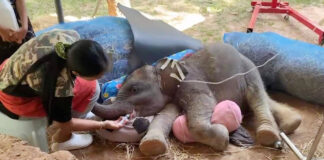 Heartfelt Mourning as Young Elephant “Tula” Passes Before Turning One